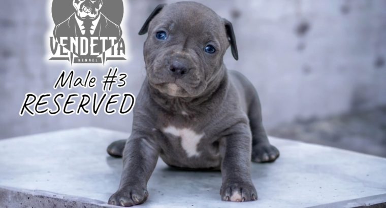 American pit bull terrier puppies