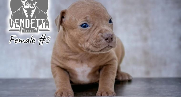 American pit bull terrier puppies