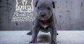 American pit bull terrier puppies