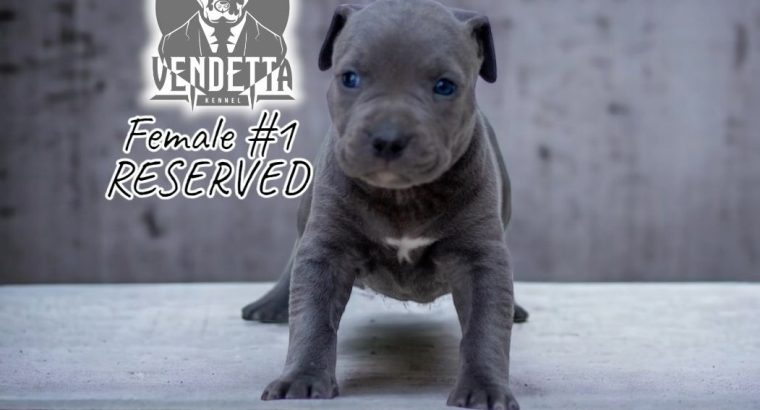 American pit bull terrier puppies