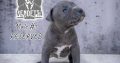American pit bull terrier puppies