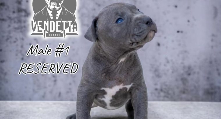 American pit bull terrier puppies