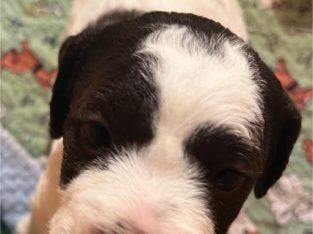 Lagotto Romagnolo puppies