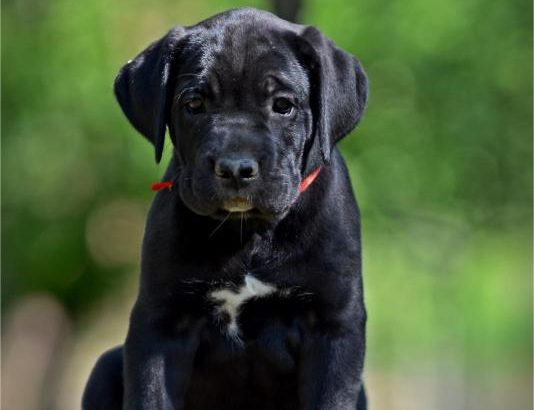 Cane Corso puppies for sale