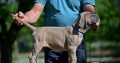 Cane Corso puppies for sale