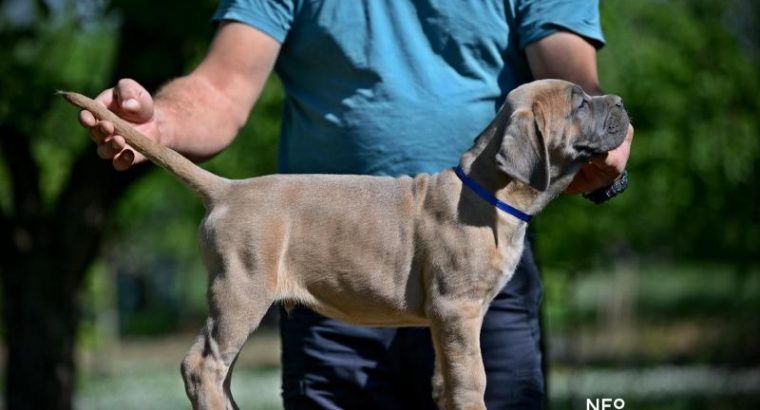 Cane Corso puppies for sale