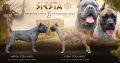 Cane Corso puppies for sale