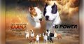 American Staffordshire Terrier puppies