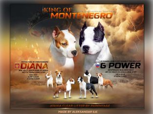 American Staffordshire Terrier puppies