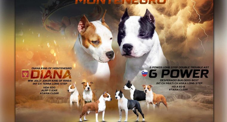 American Staffordshire Terrier puppies