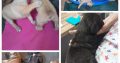 Healthy Boerboel puppies Mastiff type