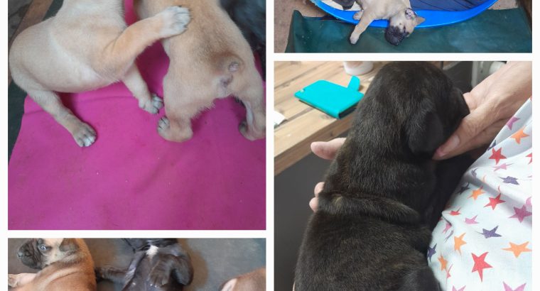 Healthy Boerboel puppies Mastiff type