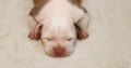 American Staffordshire Terrier puppies