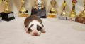 American Staffordshire Terrier puppies
