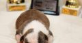 American Staffordshire Terrier puppies