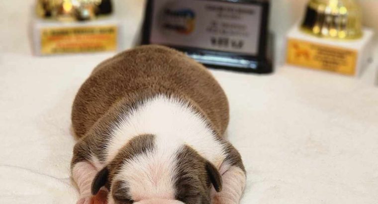American Staffordshire Terrier puppies