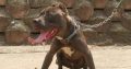 Pure bred blue nose pitbull puppies for sale