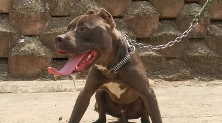 Pure bred blue nose pitbull puppies for sale