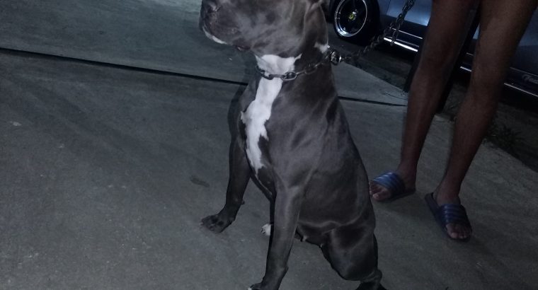 Pure bred blue nose pitbull puppies for sale