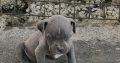 Pure bred blue nose pitbull puppies for sale