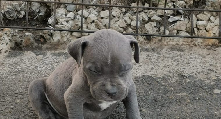 Pure bred blue nose pitbull puppies for sale