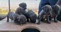 Pure bred blue nose pitbull puppies for sale