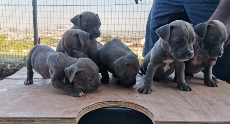 Pure bred blue nose pitbull puppies for sale