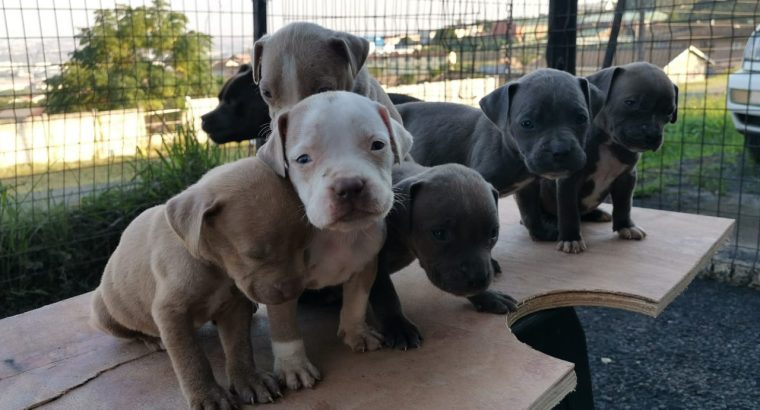 Pure bred blue nose pitbull puppies for sale