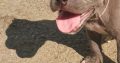 Blue nose pitbull puppies for sale