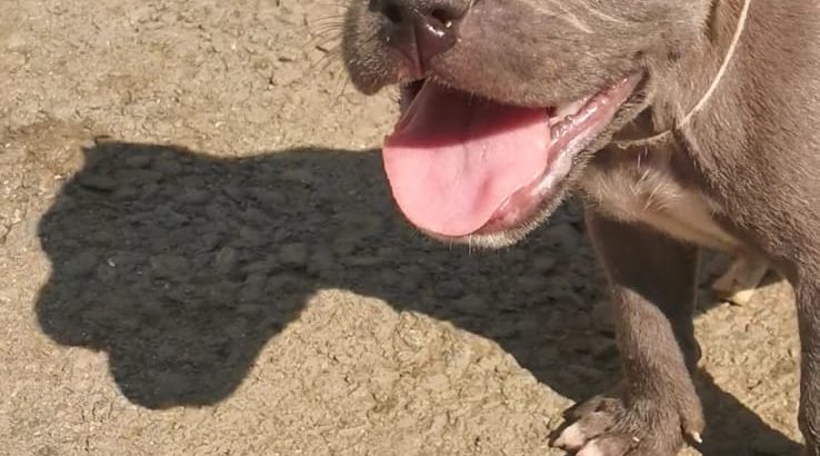 Pure bred blue nose pitbull pups for sale