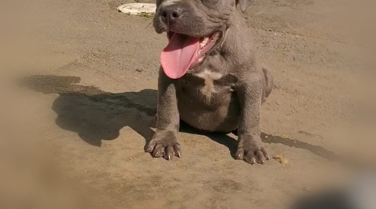 Blue nose pitbull puppies for sale