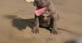 Pure bred blue nose pitbull pups for sale