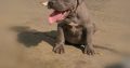 Blue nose pitbull puppies for sale