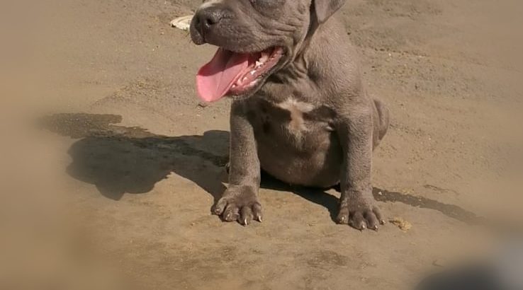 Pure bred blue nose pitbull pups for sale
