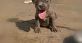 Blue nose pitbull puppies for sale