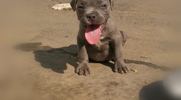 Blue nose pitbull puppies for sale