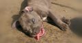 Blue nose pitbull puppies for sale