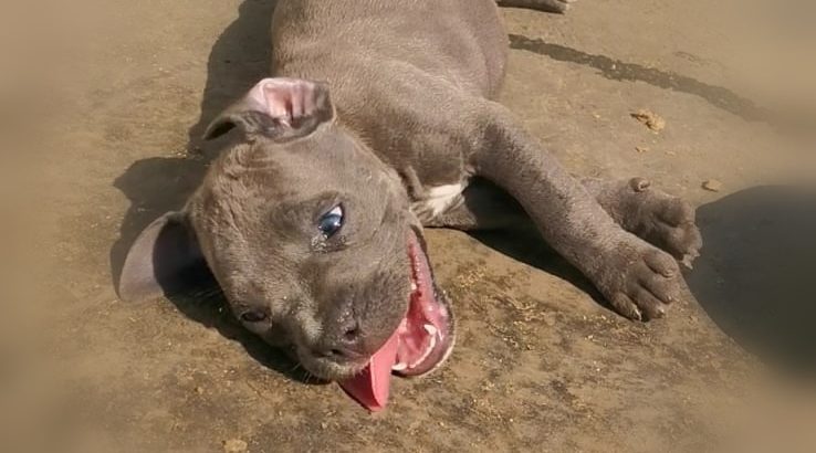 Blue nose pitbull puppies for sale