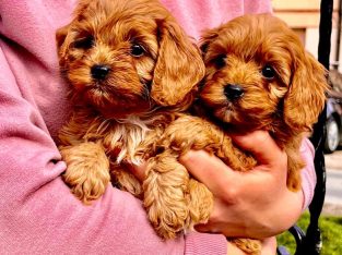 Cavapoo puppies for sale