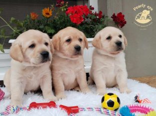 Labrador retriever puppies