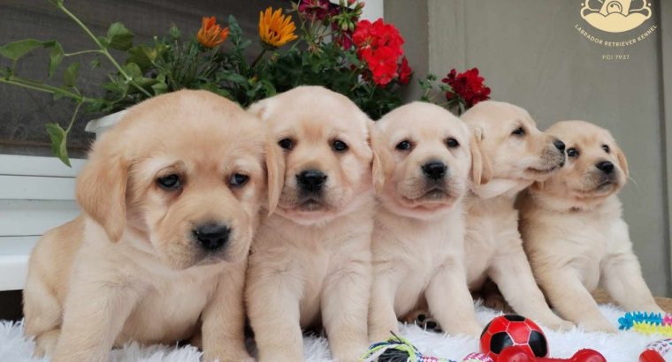 Labrador retriever puppies