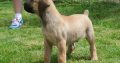 Boerboel (South African Mastiff) puppies