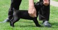 Boerboel (South African Mastiff) puppies