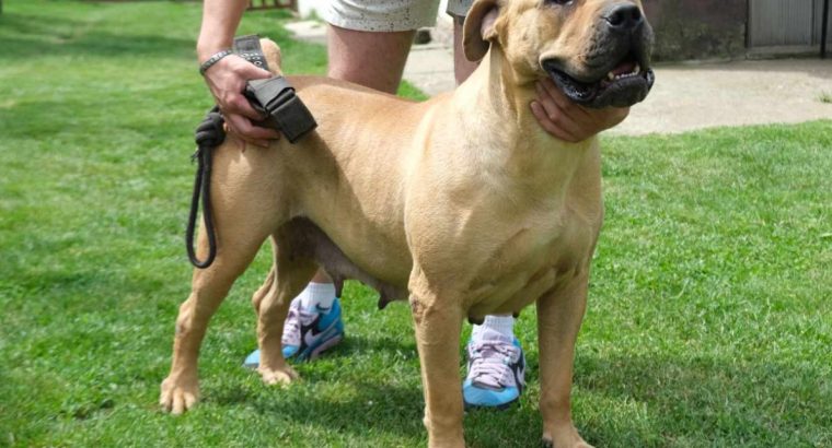 Boerboel (South African Mastiff) puppies