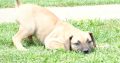 Boerboel (South African Mastiff) puppies