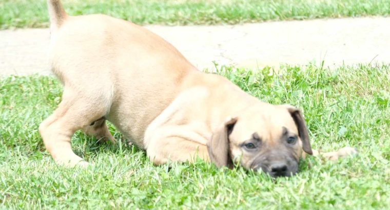 Boerboel (South African Mastiff) puppies