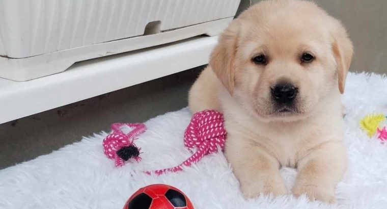 Labrador retriever puppies