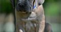 Cane Corso puppies for sale