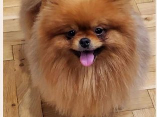 Pomeranian Spitz puppies
