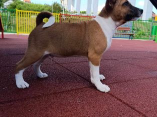 Basenji puppies for sale